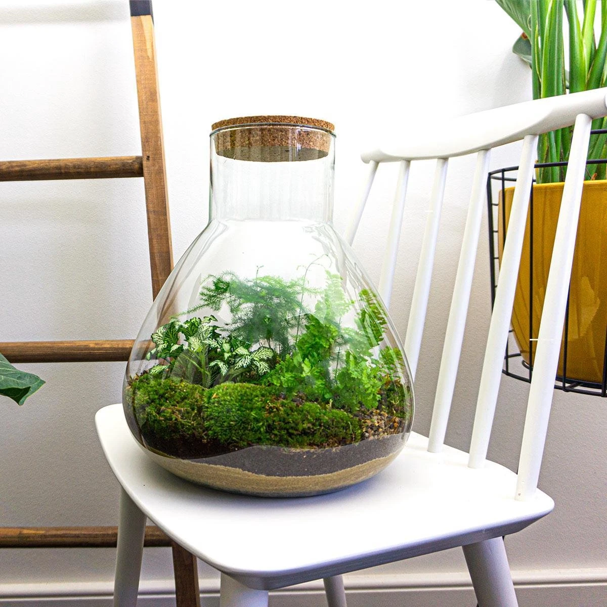 Sam XL - Terrarium With Light - Bottle Garden DIY Kit - Ø 30 cm ↑ 32 cm 4 Sam XL - Terrarium With Light - Bottle Garden DIY Kit - Ø 30 cm ↑ 32 cm - Image 2