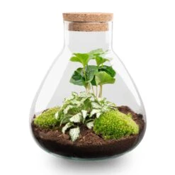 Sammie - Terrarium With Light - Bottle Garden DIY Kit - Ø 22,5 Cm ↑ 27 Cm -Optimal Glass Plant Shop sammie diy terrarium coffea white tiger flaschengarten bc5bc6d5 e2a6 4e6d 8b6f 4049ca96a7bd