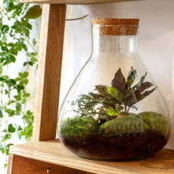 Sammie - Terrarium With Light - Bottle Garden DIY Kit - Ø 22,5 Cm ↑ 27 Cm -Optimal Glass Plant Shop sammie diy terrarium kit 1 66ea1bcd 124a 4003 85f0 f17e059f481f