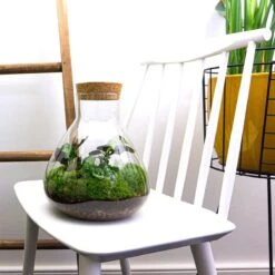 Sammie - Terrarium With Light - Bottle Garden DIY Kit - Ø 22,5 Cm ↑ 27 Cm -Optimal Glass Plant Shop sammie terrarium 349f7c86 007a 4021 bb26 253a2cd21d2a