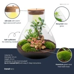 Sam XL Bonsai - Terrarium With Light - Bottle Garden DIY Kit - Ø 30 cm ↑ 32 cm 11 Sam XL Bonsai - Terrarium With Light - Bottle Garden DIY Kit - Ø 30 cm ↑ 32 cm -Optimal Glass Plant Shop samxl bonsai plant terrarium diy kit info trendhero