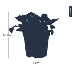 Fittonia Joly Lemon - White And Green (Fluor) - Mosaic Plant - Terrarium Plant -Optimal Glass Plant Shop silhouet fittonia trendhero pm8 0d272ec8 fb7d 4aac 9a6b b131c6aca68d