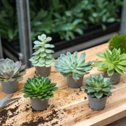 Succulent Mix Set - Assorted Succulents In 6 Cm Pots (8–12 Cm High) -Optimal Glass Plant Shop succulent mix set plants 6cm pot vetplant cactus 002