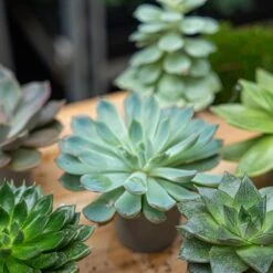 Succulent Mix Set - Assorted Succulents In 6 Cm Pots (8–12 Cm High) -Optimal Glass Plant Shop succulent mix set plants 6cm pot vetplant cactus 003