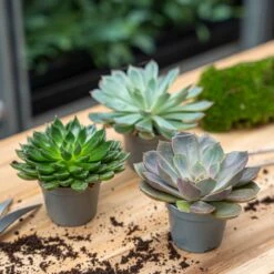 Succulent Mix Set - Assorted Succulents In 6 Cm Pots (8–12 Cm High) -Optimal Glass Plant Shop succulent mix set plants 6cm pot vetplant cactus 006