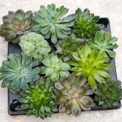 Succulent Mix Set - Assorted Succulents In 6 Cm Pots (8–12 Cm High) -Optimal Glass Plant Shop succulenten plant pflanze trendhero potsize6 06553