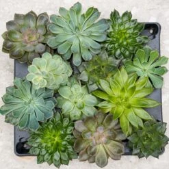 Succulent Mix Set - Assorted Succulents In 6 Cm Pots (8–12 Cm High) -Optimal Glass Plant Shop succulenten plant pflanze trendhero potsize6 06554