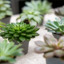 Succulent Mix Set - Assorted Succulents In 6 Cm Pots (8–12 Cm High) -Optimal Glass Plant Shop succulenten plant pflanze trendhero potsize6 06562 2
