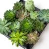 Succulent Mix Set - Assorted Succulents In 6 Cm Pots (8–12 Cm High) -Optimal Glass Plant Shop succulenten plant pflanze trendhero potsize6 06582 2