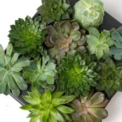 Succulent Mix Set - Assorted Succulents In 6 Cm Pots (8–12 Cm High) -Optimal Glass Plant Shop succulenten plant pflanze trendhero potsize6 06584 2
