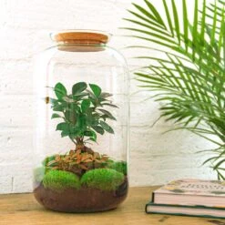 Sven XL Bonsai - Terrarium With Light - Bottle Garden DIY Kit - Ø 23 Cm ↑ 43 Cm 13 Sven XL Bonsai - Terrarium With Light - Bottle Garden DIY Kit - Ø 23 Cm ↑ 43 Cm -Optimal Glass Plant Shop sven bonsai terrarium mini ecosysteem