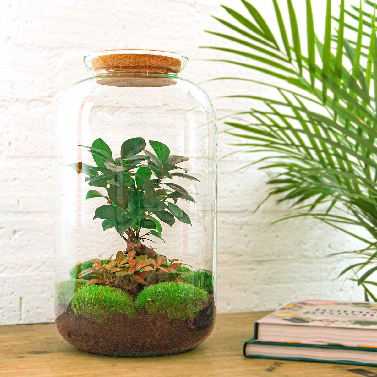 Sven XL Bonsai - Terrarium With Light - Bottle Garden DIY Kit - Ø 23 Cm ↑ 43 Cm 8 Sven XL Bonsai - Terrarium With Light - Bottle Garden DIY Kit - Ø 23 Cm ↑ 43 Cm - Image 6