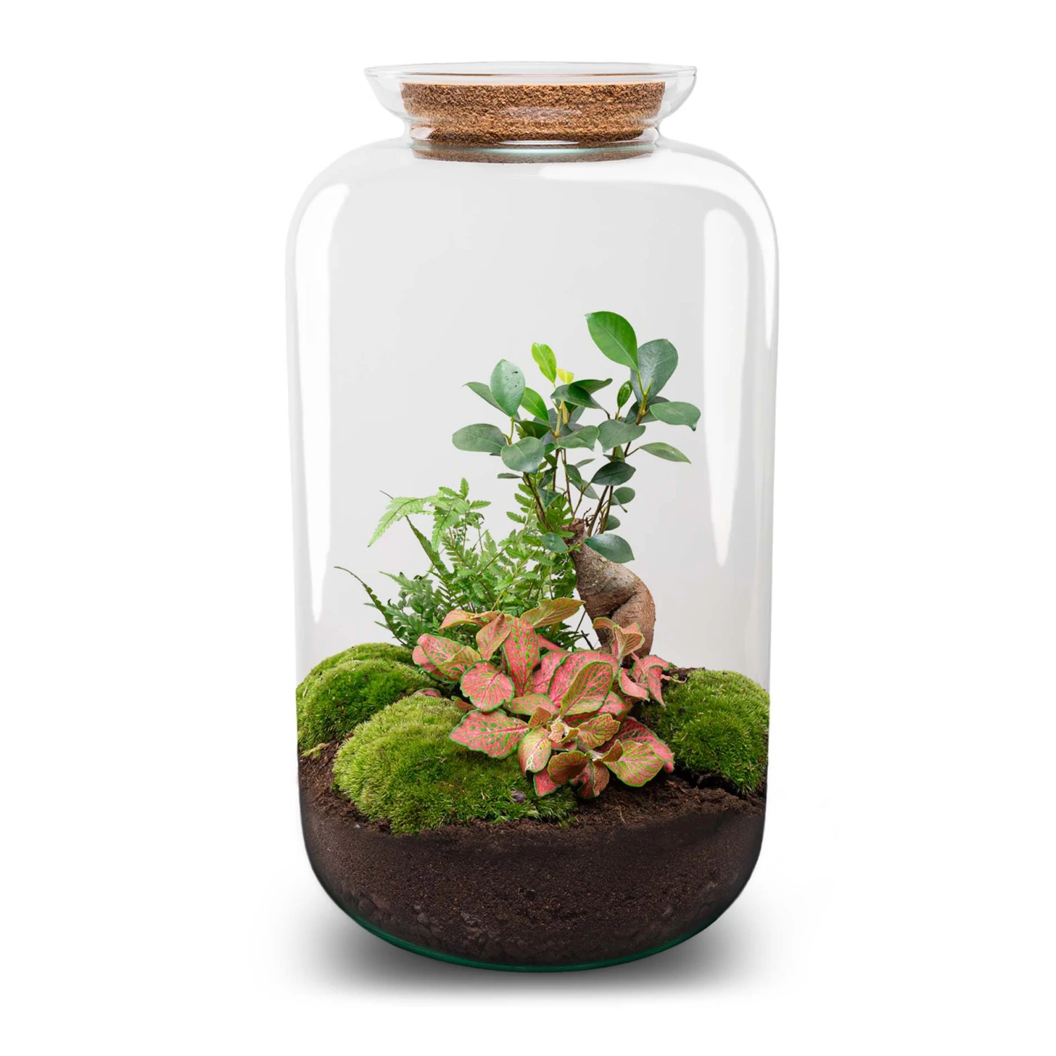 Sven XL Bonsai - Terrarium With Light - Bottle Garden DIY Kit - Ø 23 Cm ↑ 43 Cm 4 Sven XL Bonsai - Terrarium With Light - Bottle Garden DIY Kit - Ø 23 Cm ↑ 43 Cm - Image 2