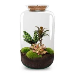 Sven XL Palm - Terrarium With Light - Bottle Garden DIY Kit - Ø 23 Cm ↑ 43 Cm -Optimal Glass Plant Shop sven xl palm terrarium flaschengarten diy