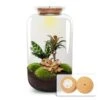 Sven XL Palm - Terrarium With Light - Bottle Garden DIY Kit - Ø 23 Cm ↑ 43 Cm -Optimal Glass Plant Shop sven xl palm terrarium mit lampe flaschengarten diy