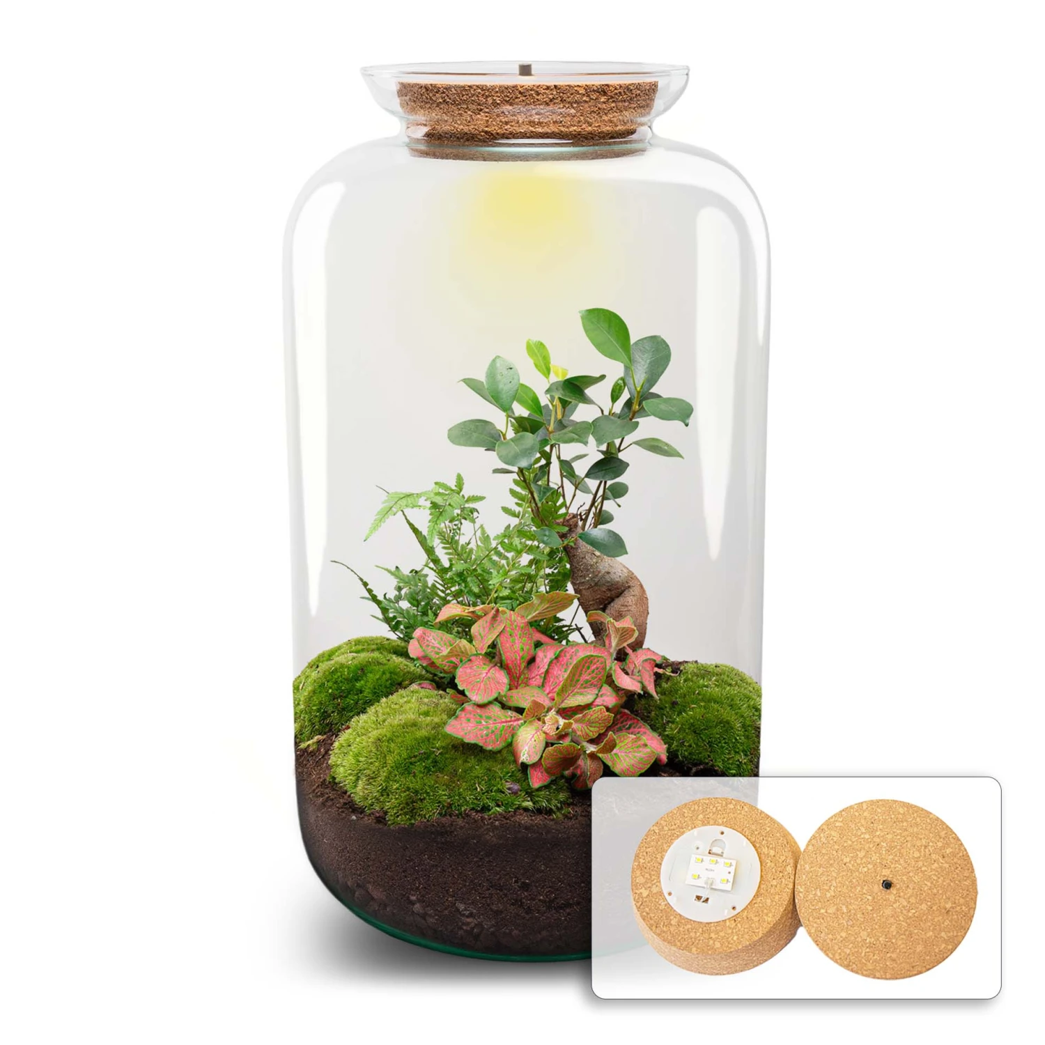 Sven XL Bonsai - Terrarium With Light - Bottle Garden DIY Kit - Ø 23 Cm ↑ 43 Cm 3 Sven XL Bonsai - Terrarium With Light - Bottle Garden DIY Kit - Ø 23 Cm ↑ 43 Cm