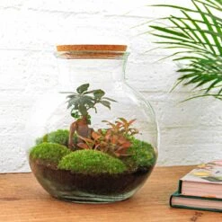 Teddy Bonsai - Terrarium With Light - Bottle Garden DIY Kit - Ø 25 Cm ↑ 26,5 Cm 14 Teddy Bonsai - Terrarium With Light - Bottle Garden DIY Kit - Ø 25 Cm ↑ 26,5 Cm -Optimal Glass Plant Shop teddy bonsai closed terrarium kit