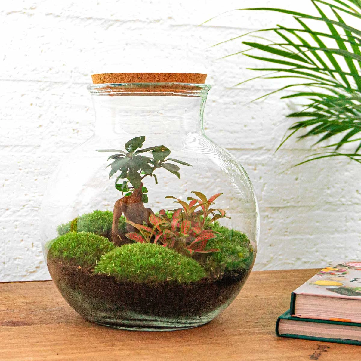 Teddy Bonsai - Terrarium With Light - Bottle Garden DIY Kit - Ø 25 Cm ↑ 26,5 Cm 8 Teddy Bonsai - Terrarium With Light - Bottle Garden DIY Kit - Ø 25 Cm ↑ 26,5 Cm - Image 6