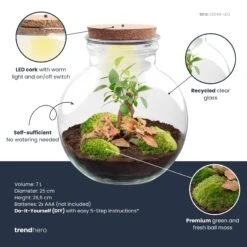 Teddy Bonsai - Terrarium With Light - Bottle Garden DIY Kit - Ø 25 Cm ↑ 26,5 Cm 11 Teddy Bonsai - Terrarium With Light - Bottle Garden DIY Kit - Ø 25 Cm ↑ 26,5 Cm -Optimal Glass Plant Shop teddy bonsai red plant terrarium diy kit info trendhero 291a060f a4bc 4809 b64b 3d20f5523529