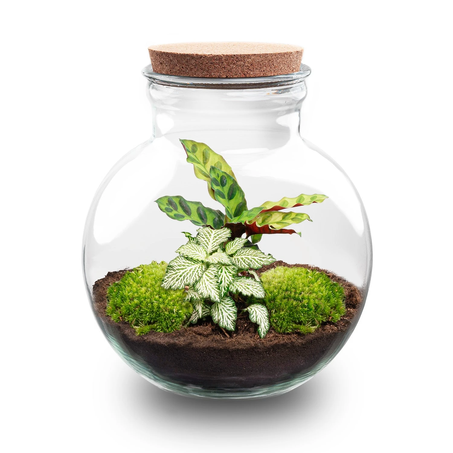 Teddy - Terrarium With Light - Bottle Garden DIY Kit - Ø 25 Cm ↑ 26,5 Cm 3 Teddy - Terrarium With Light - Bottle Garden DIY Kit - Ø 25 Cm ↑ 26,5 Cm