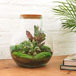 Teddy - Terrarium With Light - Bottle Garden DIY Kit - Ø 25 Cm ↑ 26,5 Cm 12 Teddy - Terrarium With Light - Bottle Garden DIY Kit - Ø 25 Cm ↑ 26,5 Cm -Optimal Glass Plant Shop teddy planten terrarium in fles met kurk