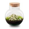 Noah - Terrarium - Bottle Garden DIY Kit - Ø 18.5 Cm ↑ 19 Cm -Optimal Glass Plant Shop terrarium Noah Fittonia Pink Tigerr