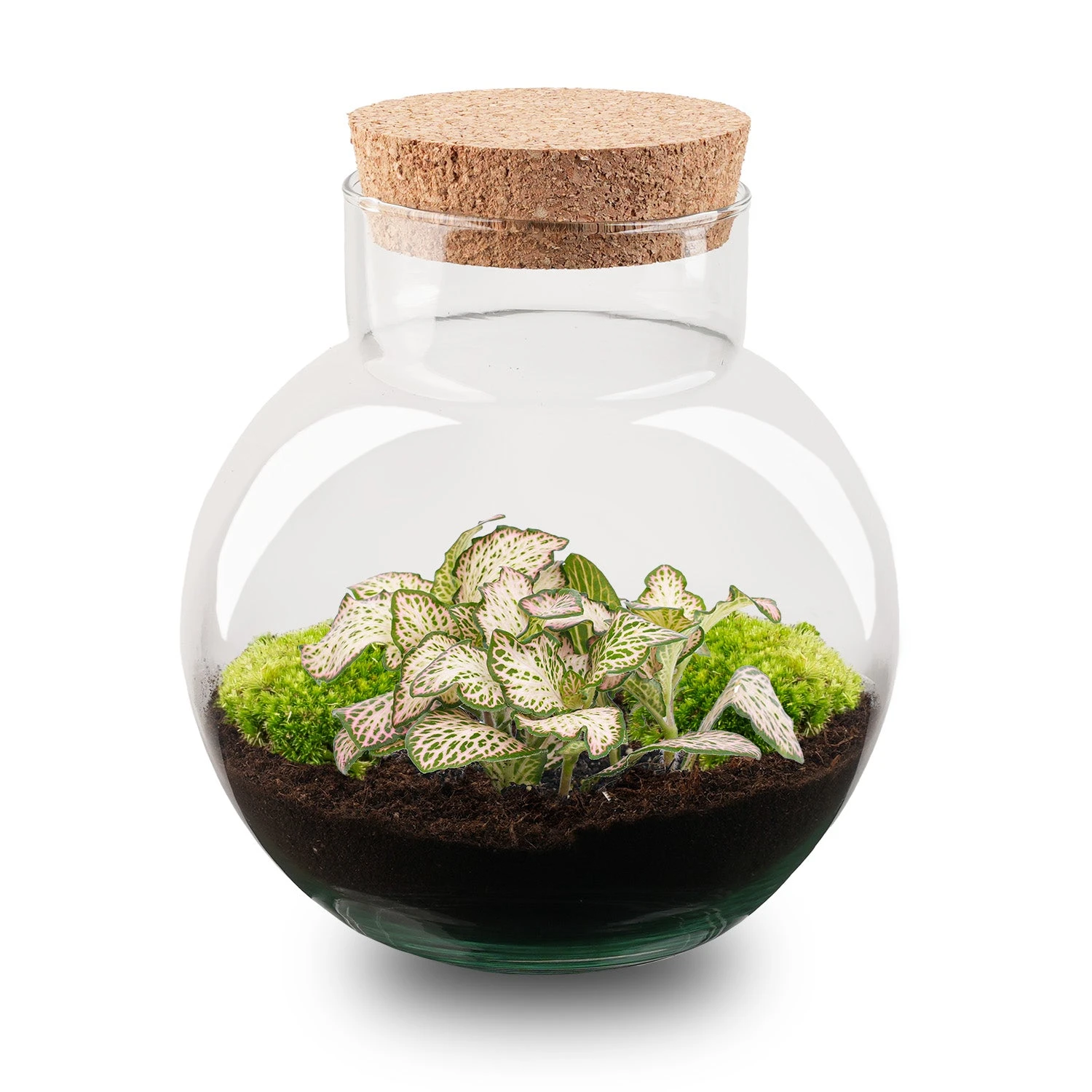 Noah - Terrarium - Bottle Garden DIY Kit - Ø 18.5 Cm ↑ 19 Cm 3 Noah - Terrarium - Bottle Garden DIY Kit - Ø 18.5 Cm ↑ 19 Cm