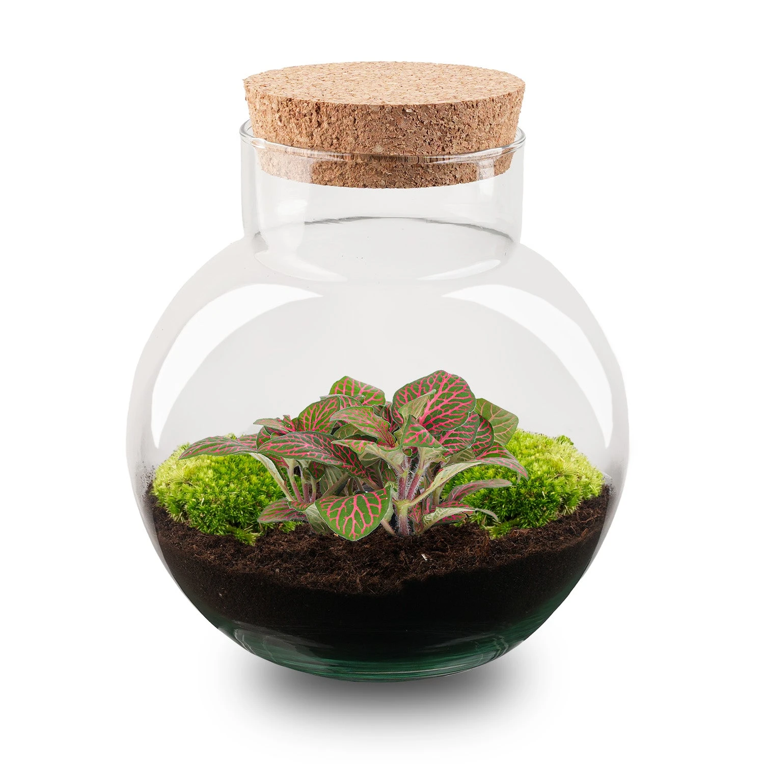 Noah - Terrarium - Bottle Garden DIY Kit - Ø 18.5 Cm ↑ 19 Cm 4 Noah - Terrarium - Bottle Garden DIY Kit - Ø 18.5 Cm ↑ 19 Cm - Image 2