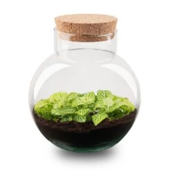 Noah - Terrarium - Bottle Garden DIY Kit - Ø 18.5 Cm ↑ 19 Cm 14 Noah - Terrarium - Bottle Garden DIY Kit - Ø 18.5 Cm ↑ 19 Cm -Optimal Glass Plant Shop terrarium Noah fittonia Lemon