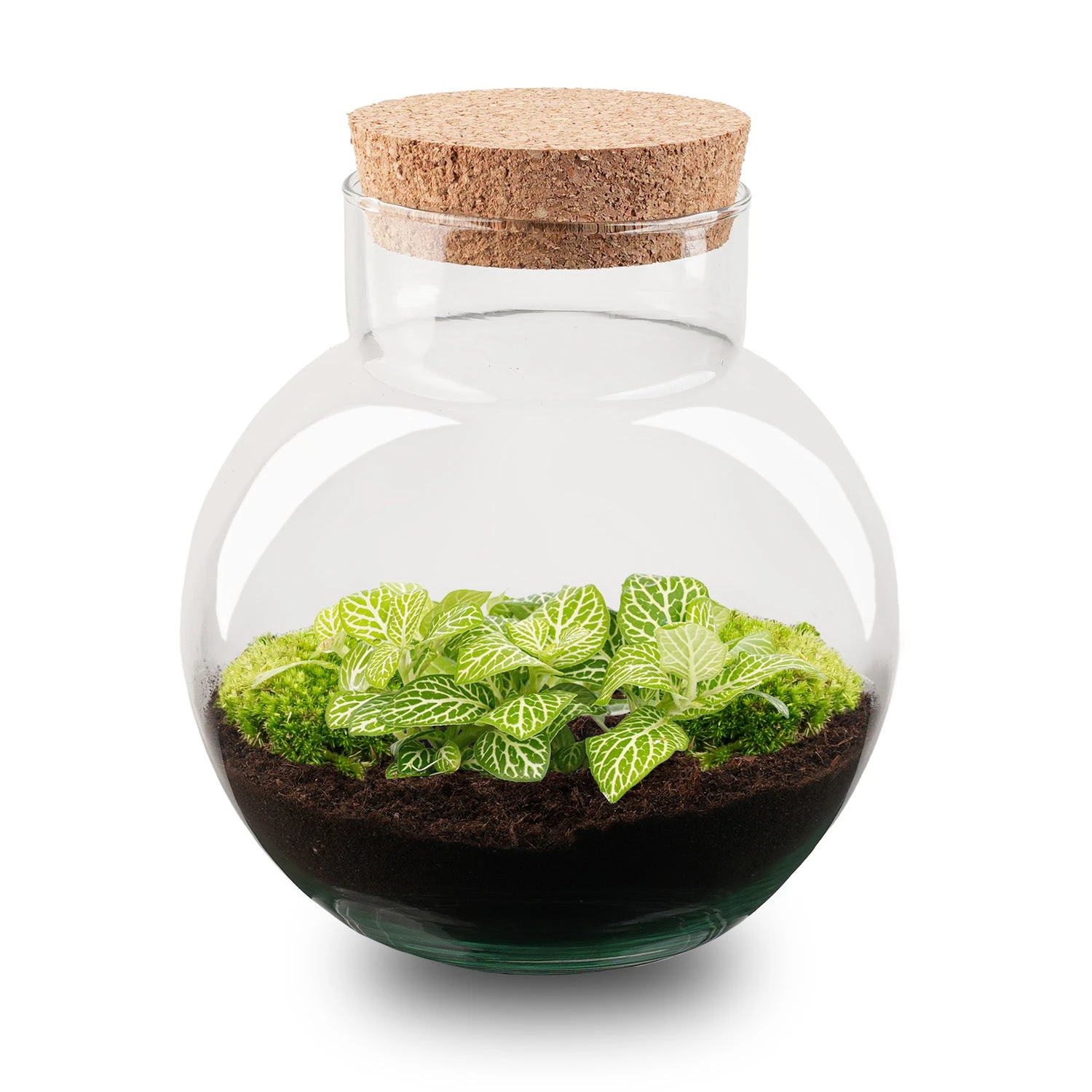 Noah - Terrarium - Bottle Garden DIY Kit - Ø 18.5 Cm ↑ 19 Cm 5 Noah - Terrarium - Bottle Garden DIY Kit - Ø 18.5 Cm ↑ 19 Cm - Image 3