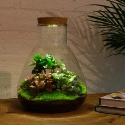 24x Terrarium - Sam Coffea With Light - Sustainable Business Gift - ↑ 30 Cm - DIY 11 24x Terrarium - Sam Coffea With Light - Sustainable Business Gift - ↑ 30 Cm - DIY -Optimal Glass Plant Shop terrarium diy with light sam urbanjngl 3310c66d ff7a 4679 92c9 3144468152f8