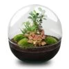 Dome XL Bonsai - Two-part Round Glass Terrarium - Bottle Garden DIY Kit - Ø 28 Cm ↑ 28 Cm 2 Dome XL Bonsai - Two-part Round Glass Terrarium - Bottle Garden DIY Kit - Ø 28 Cm ↑ 28 Cm -Optimal Glass Plant Shop terrarium dome xl bonsai flaschengarten