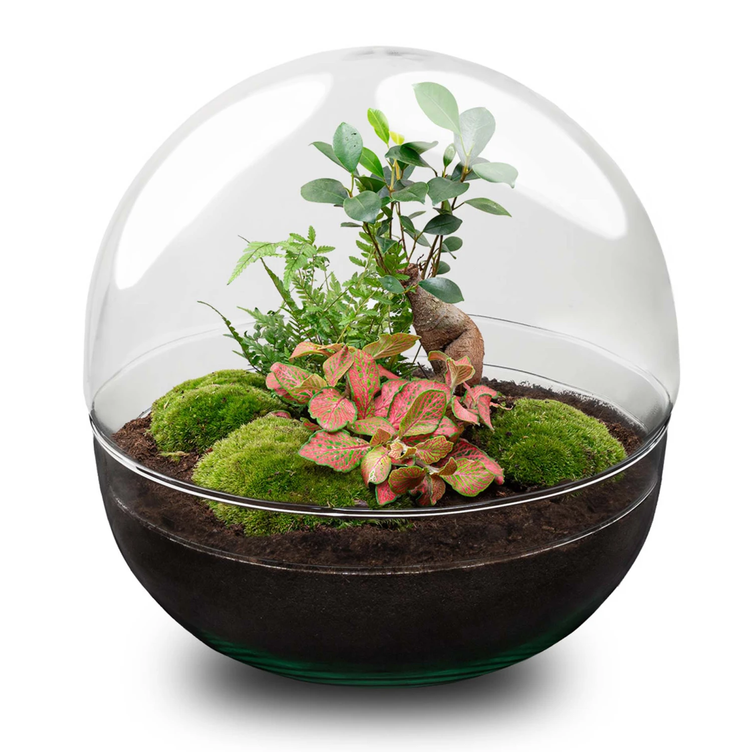 Dome XL Bonsai - Two-part Round Glass Terrarium - Bottle Garden DIY Kit - Ø 28 Cm ↑ 28 Cm 3 Dome XL Bonsai - Two-part Round Glass Terrarium - Bottle Garden DIY Kit - Ø 28 Cm ↑ 28 Cm