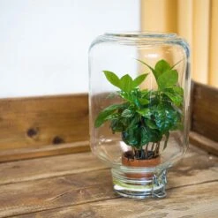Easyplant - Fido Terrarium Jar - Bottle Garden DIY Kit - Ø 18 Cm ↑ 28 Cm 20 Easyplant - Fido Terrarium Jar - Bottle Garden DIY Kit - Ø 18 Cm ↑ 28 Cm -Optimal Glass Plant Shop terrarium easyplant coffea