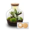 Fat Joe - Terrarium With Light - Bottle Garden DIY Kit - Ø 29 Cm ↑ 30 Cm 1 Fat Joe - Terrarium With Light - Bottle Garden DIY Kit - Ø 29 Cm ↑ 30 Cm -Optimal Glass Plant Shop terrarium fat joe calateha light