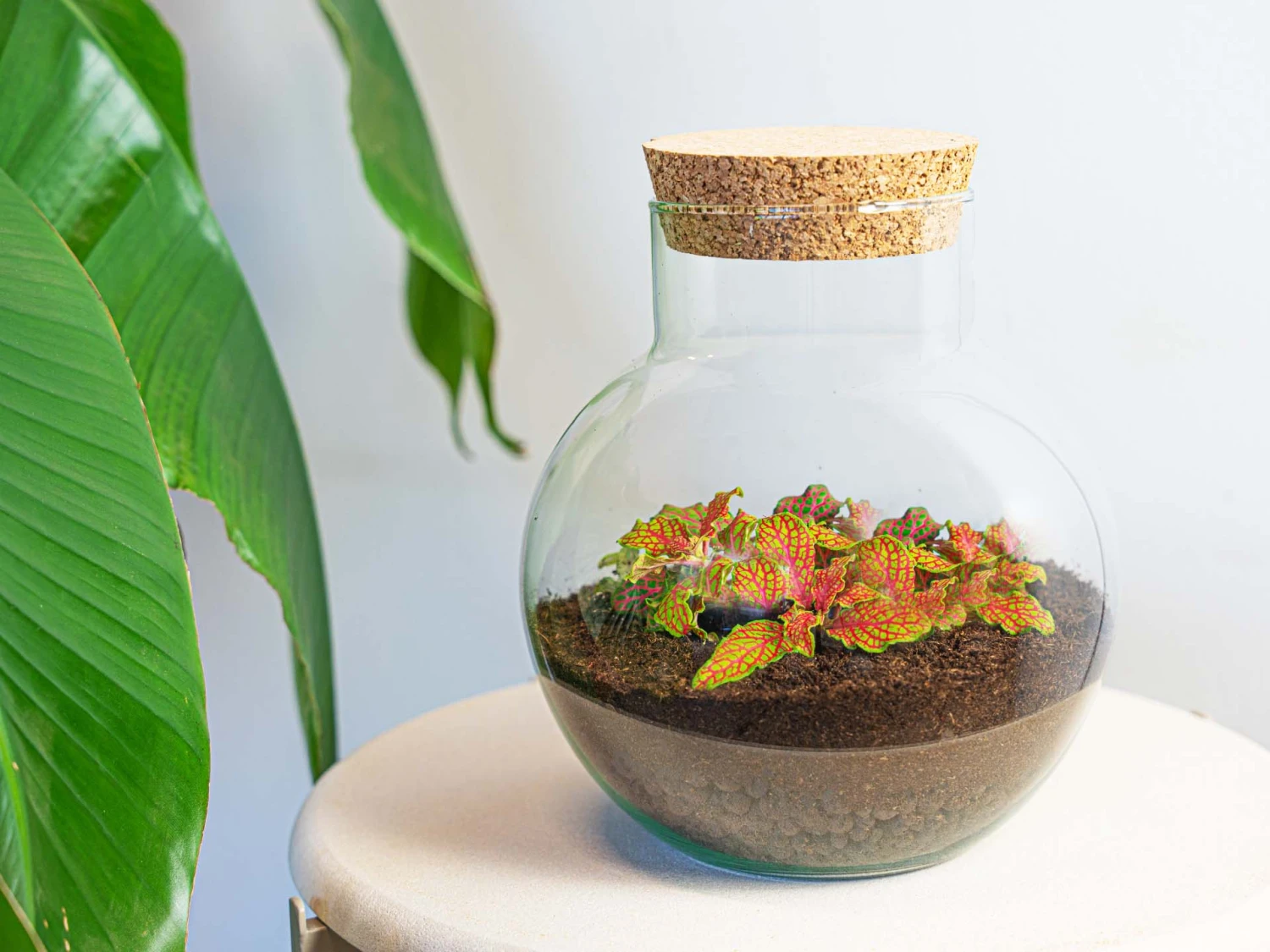 Noah - Terrarium - Bottle Garden DIY Kit - Ø 18.5 Cm ↑ 19 Cm 7 Noah - Terrarium - Bottle Garden DIY Kit - Ø 18.5 Cm ↑ 19 Cm - Image 5