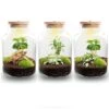 Little Milky - Terrarium With Light - Bottle Garden DIY Kit - Ø 17 Cm ↑ 25 Cm 1 Little Milky - Terrarium With Light - Bottle Garden DIY Kit - Ø 17 Cm ↑ 25 Cm -Optimal Glass Plant Shop terrarium flaschengarten mit lampe little milky