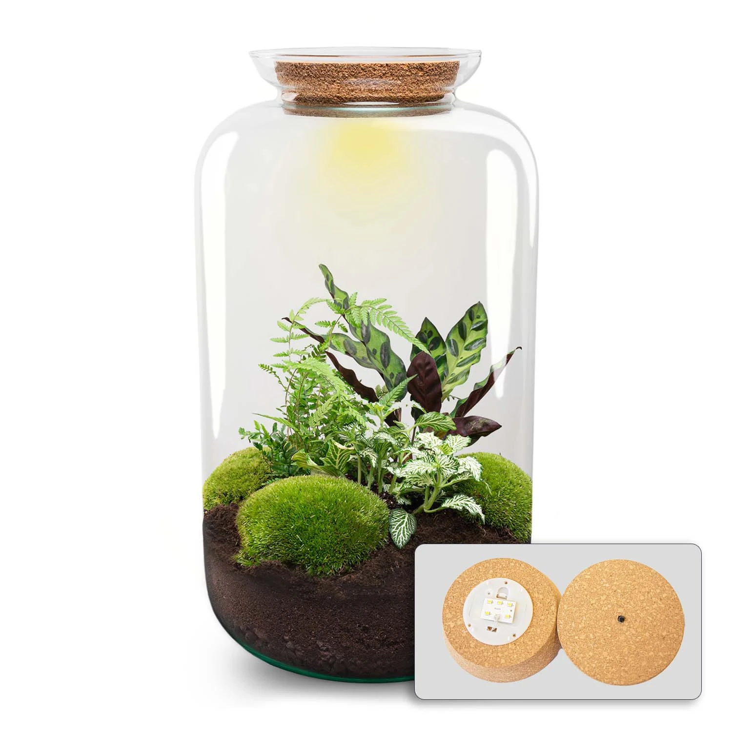 Sven XL Botanical - Terrarium With Light - Bottle Garden DIY Kit - Ø 23 Cm ↑ 43 Cm 3 Sven XL Botanical - Terrarium With Light - Bottle Garden DIY Kit - Ø 23 Cm ↑ 43 Cm