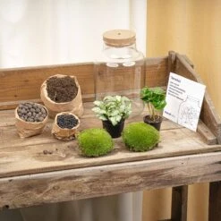 Little Milky - Terrarium With Light - Bottle Garden DIY Kit - Ø 17 Cm ↑ 25 Cm 27 Little Milky - Terrarium With Light - Bottle Garden DIY Kit - Ø 17 Cm ↑ 25 Cm -Optimal Glass Plant Shop terrarium kit flaschengarten trendhero DSC03666