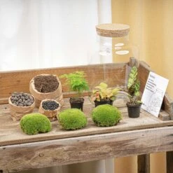 Milky - Terrarium - Bottle Garden DIY Kit - Ø 21 Cm ↑ 30 Cm 12 Milky - Terrarium - Bottle Garden DIY Kit - Ø 21 Cm ↑ 30 Cm -Optimal Glass Plant Shop terrarium kit flaschengarten trendhero DSC03692 18931aeb 70a3 47f3 b217 137986468662