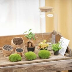Sven XL Bonsai - Terrarium With Light - Bottle Garden DIY Kit - Ø 23 Cm ↑ 43 Cm 12 Sven XL Bonsai - Terrarium With Light - Bottle Garden DIY Kit - Ø 23 Cm ↑ 43 Cm -Optimal Glass Plant Shop terrarium kit flaschengarten trendhero DSC03719