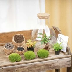 Sam XL Bonsai - Terrarium With Light - Bottle Garden DIY Kit - Ø 30 cm ↑ 32 cm 13 Sam XL Bonsai - Terrarium With Light - Bottle Garden DIY Kit - Ø 30 cm ↑ 32 cm -Optimal Glass Plant Shop terrarium kit flaschengarten trendhero sam xl bonsai