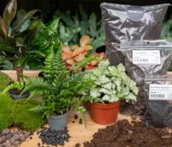 Jungle 5 - Plant Terrarium Refill & Starter Kit - 5 Terrarium Plants - DIY 8 Jungle 5 - Plant Terrarium Refill & Starter Kit - 5 Terrarium Plants - DIY -Optimal Glass Plant Shop terrarium kit jungle 5 planten