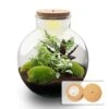 Bolder Bob - Terrarium With Light - Bottle Garden DIY Kit - Ø 31 Cm ↑ 30 Cm -Optimal Glass Plant Shop terrarium kit sven xl green with led light