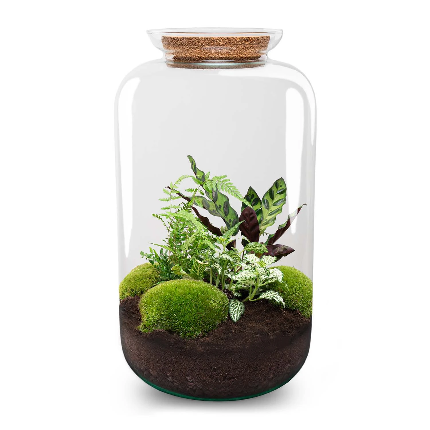 Sven XL Botanical - Terrarium With Light - Bottle Garden DIY Kit - Ø 23 Cm ↑ 43 Cm 4 Sven XL Botanical - Terrarium With Light - Bottle Garden DIY Kit - Ø 23 Cm ↑ 43 Cm - Image 2