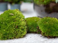 Asparagus - Plant Terrarium Refill & Starter Kit - 3 Terrarium Plants - DIY -Optimal Glass Plant Shop terrarium moss green refill kits moos kaufen bottle garden 8f4f4cf1 2a9d 48bc 888e d85d3b08fe2e