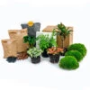 Jungle 5 - Plant Terrarium Refill & Starter Kit - 5 Terrarium Plants - DIY -Optimal Glass Plant Shop terrarium navulling start planten pakket compleet ecosysteem