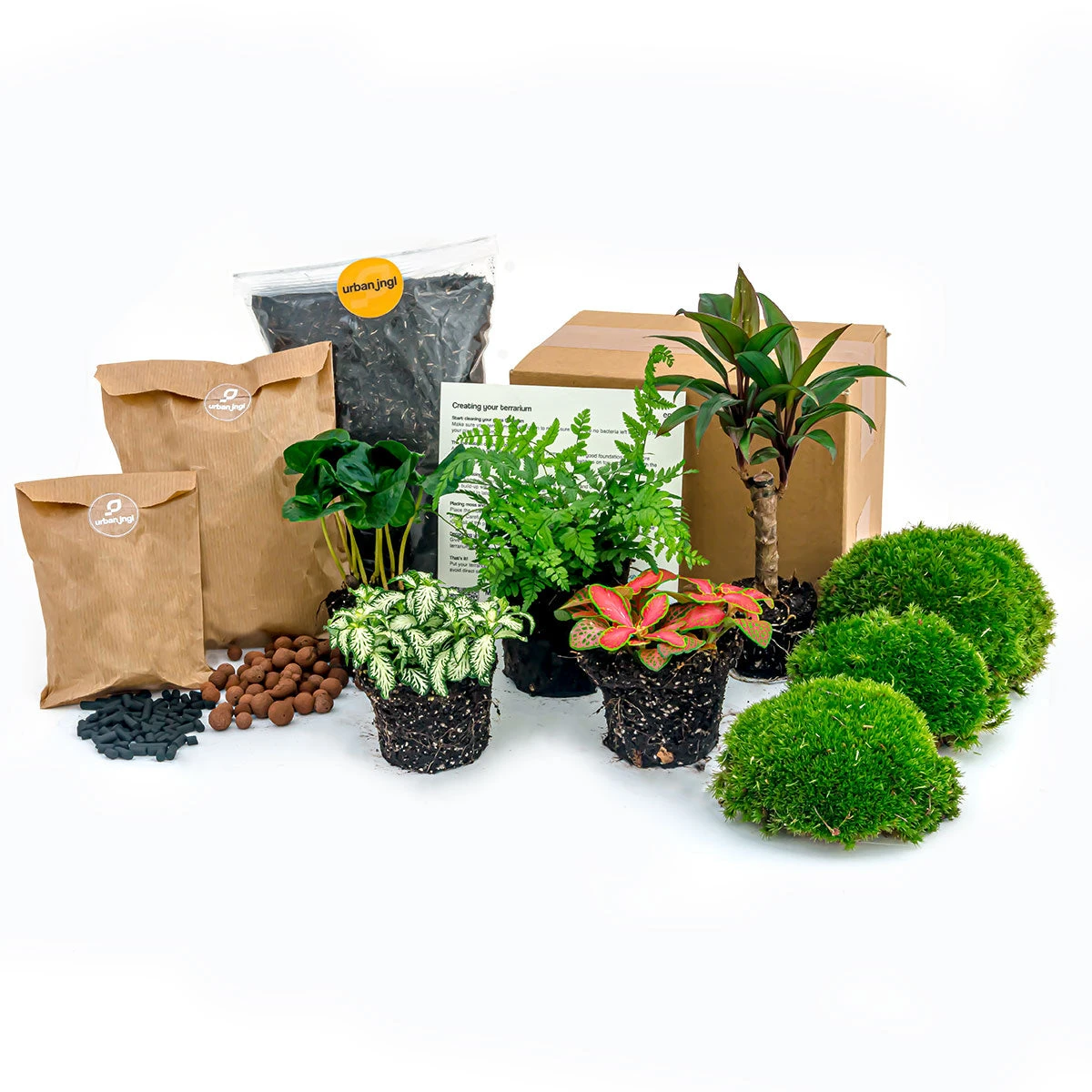 Jungle 5 - Plant Terrarium Refill & Starter Kit - 5 Terrarium Plants - DIY 3 Jungle 5 - Plant Terrarium Refill & Starter Kit - 5 Terrarium Plants - DIY