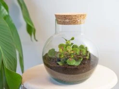 Noah - Terrarium - Bottle Garden DIY Kit - Ø 18.5 Cm ↑ 19 Cm 17 Noah - Terrarium - Bottle Garden DIY Kit - Ø 18.5 Cm ↑ 19 Cm -Optimal Glass Plant Shop terrarium noah bubble red 99f44aae 122b 4f01 92a5 b179d4e4424b