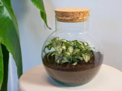 Noah - Terrarium - Bottle Garden DIY Kit - Ø 18.5 Cm ↑ 19 Cm 19 Noah - Terrarium - Bottle Garden DIY Kit - Ø 18.5 Cm ↑ 19 Cm -Optimal Glass Plant Shop terrarium noah white tiger
